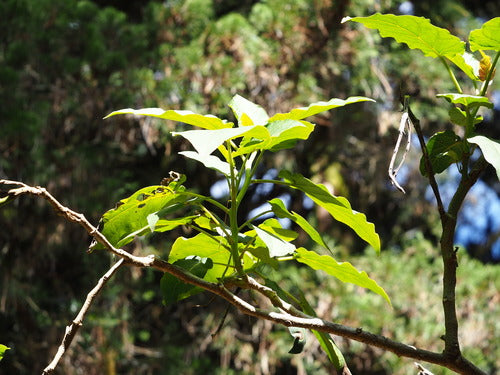 Tamaris — Bild 4