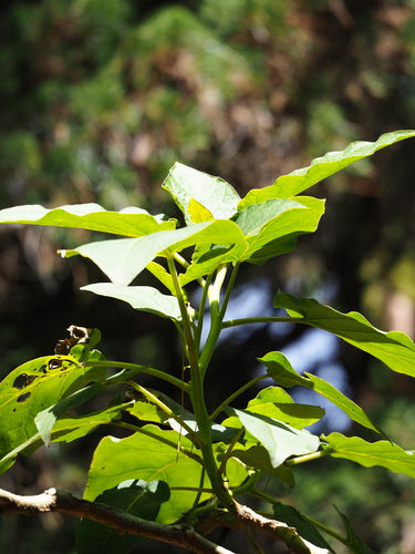 Tamaris — Bild 5