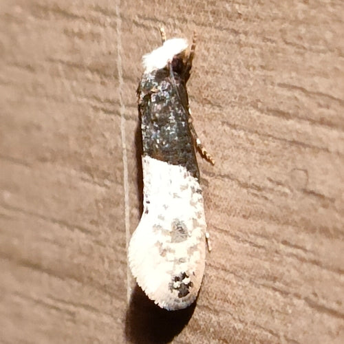 Papillon de papier peint — Bild 1