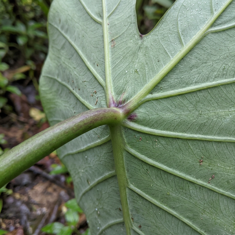 Taro (Vrai Taro) (Colocasia esculenta), illustration IA