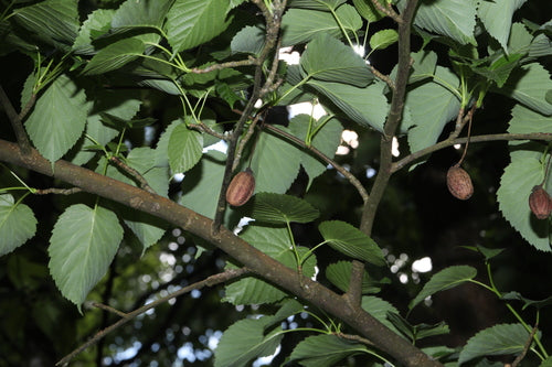 Arbre à tissus — Bild 2