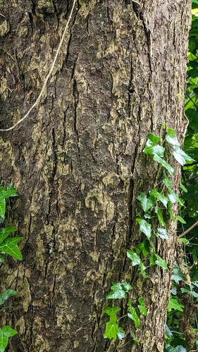 Arbre à tissus — photo 4 sur 10