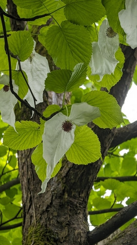 Arbre à tissus — photo 3 sur 10