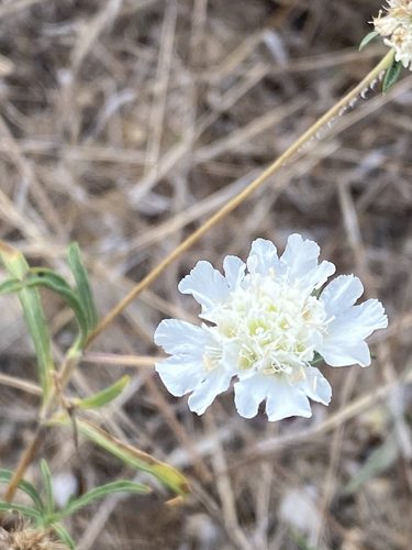 Scabiose des pigeons — photo 5 sur 6