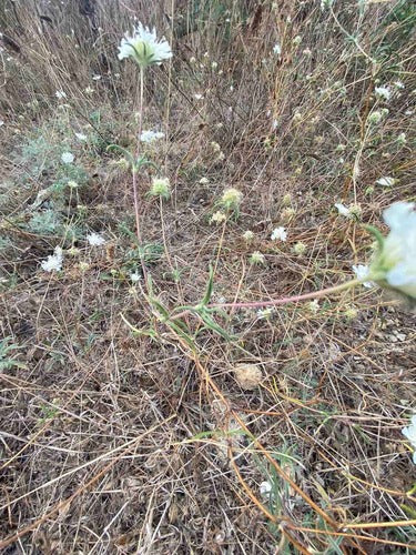 Scabiose des pigeons — photo 4 sur 6