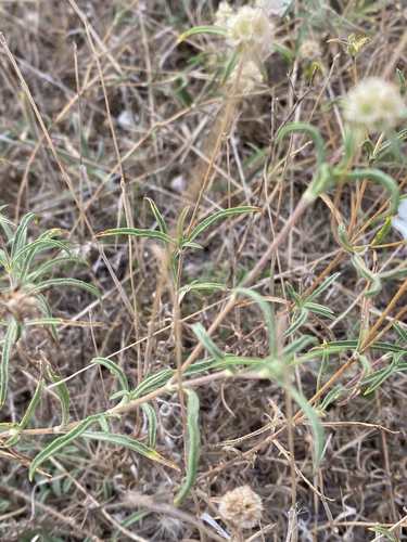 Scabiose des pigeons — photo 3 sur 6