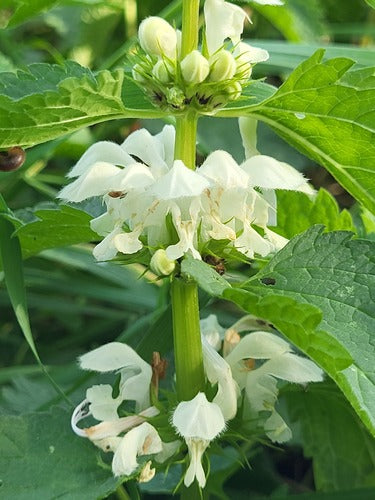 Ortie blanche — Bild 5