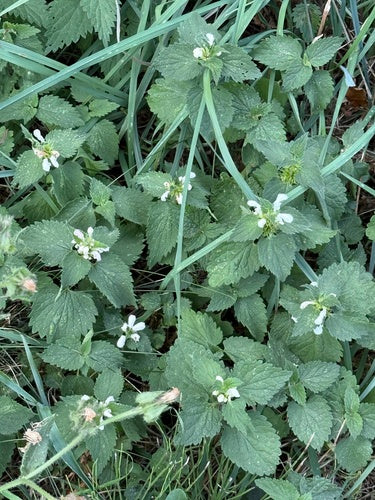 Ortie blanche — Bild 4