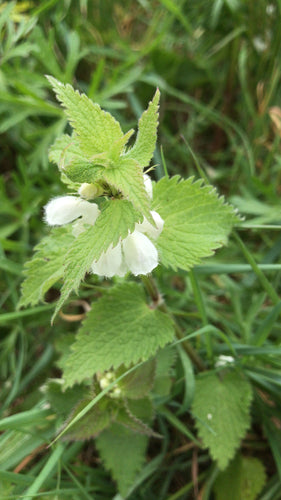 Ortie blanche — photo 2 sur 9