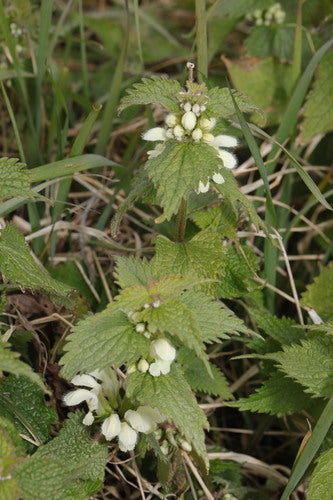 Ortie blanche — photo 5 sur 9
