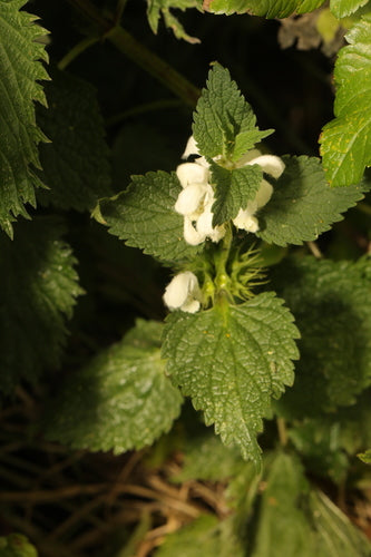 Ortie blanche — photo 4 sur 9