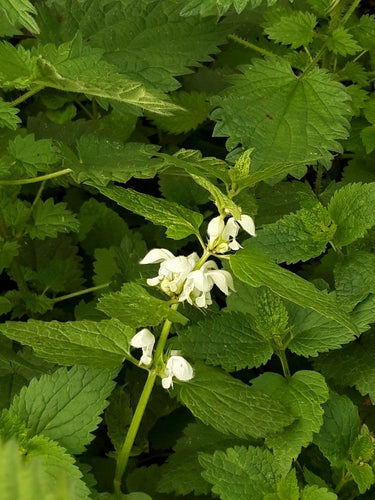 Ortie blanche — Bild 2