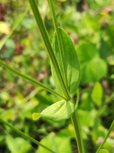 Centaurée — Bild 5