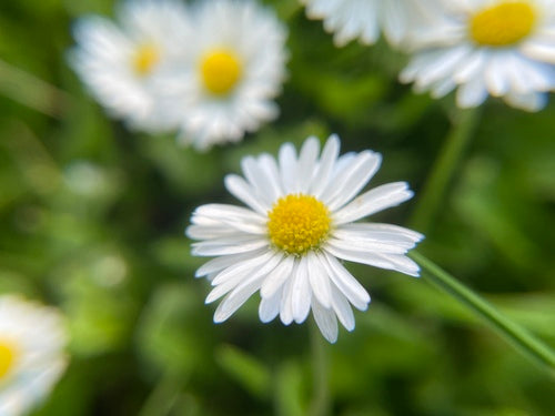 Beau — Bild 4