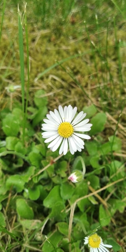 Beau — Bild 2