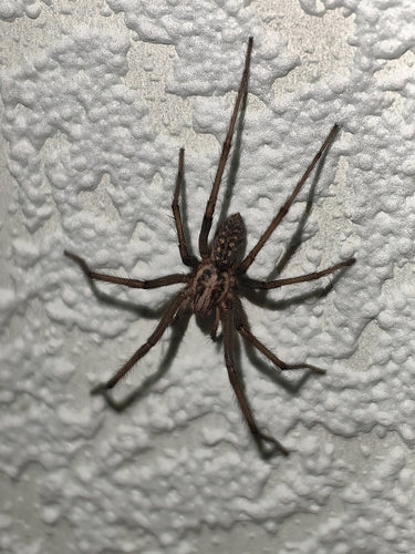 Tégénaire atrica — Bild 3