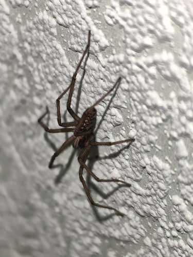 Tégénaire atrica — Bild 2