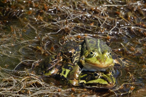 Grenouille d'étang — Bild 2