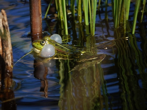 Grenouille d'étang — Bild 4