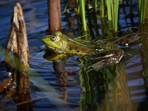 Grenouille d'étang — Bild 3