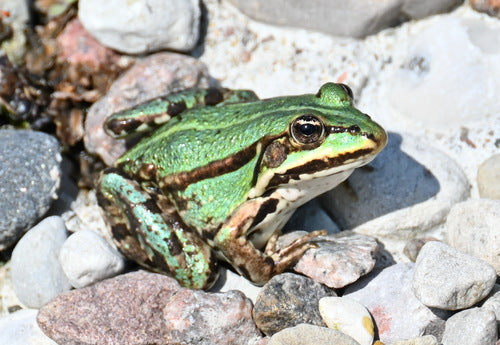 Grenouille d'étang — Bild 5