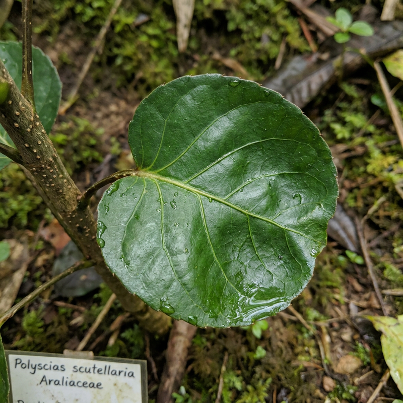 Assiette Aralia