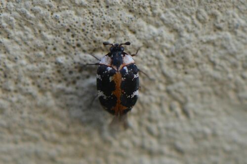 Anthrènes des tapis — Bild 4