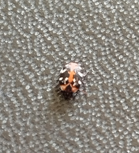 Teppichkäfer - Bild 7