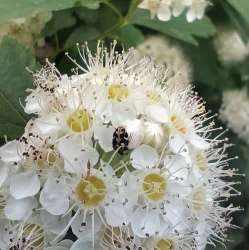 Anthrènes des tapis — Bild 5