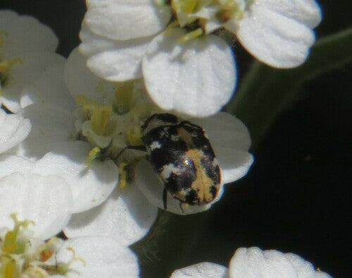 Teppichkäfer - Bild 3