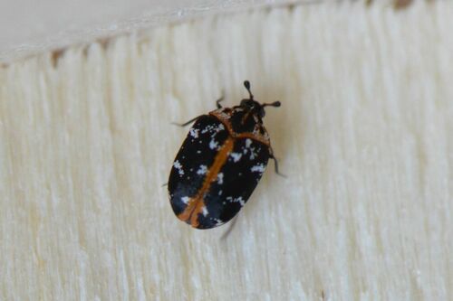 Teppichkäfer - Bild 1