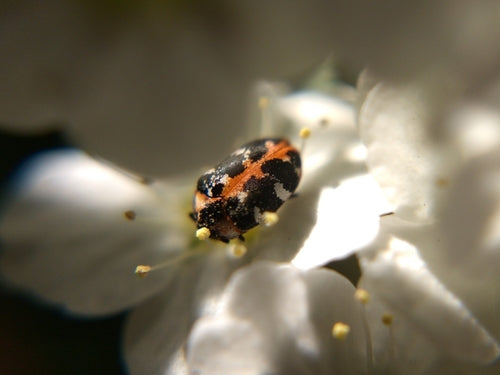 Anthrènes des tapis — Bild 1