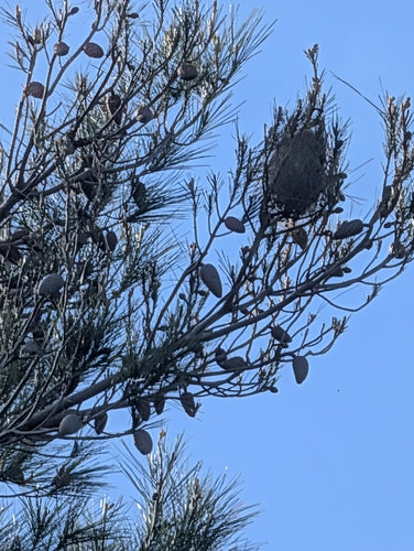 Thaumetopée Pityocampa — photo 4 sur 8