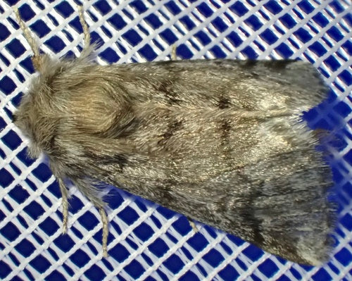 Thaumetopée Pityocampa — Bild 2