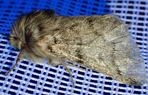 Thaumetopée Pityocampa — Bild 1