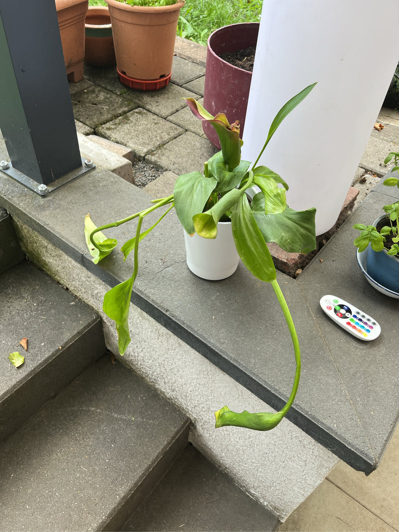 On peut voir un Calla dans un pot blanc sur un escalier en pierre à l'extérieur. La plante a des feuilles vertes et des fleurs légèrement fanées.