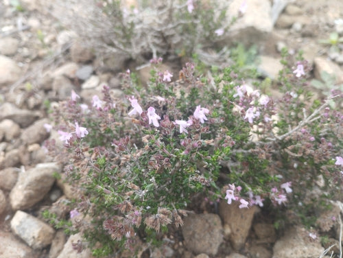 thym — Bild 2