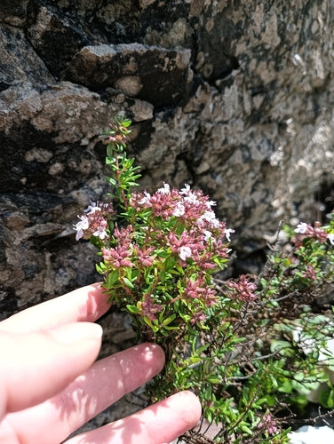 thym — Bild 4