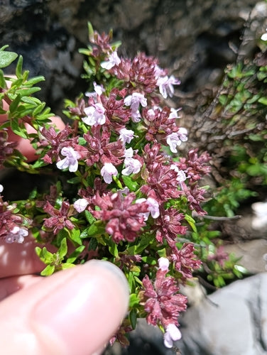 thym — Bild 3