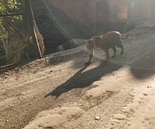 tigre — Bild 5