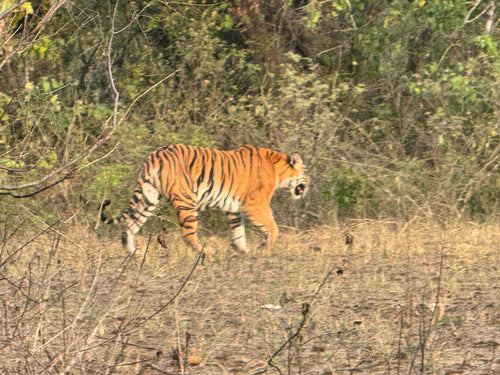 tigre — Bild 4
