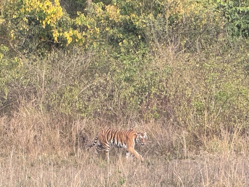 tigre — Bild 3
