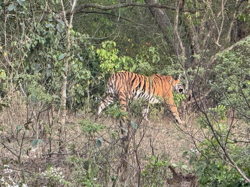 tigre — Bild 2