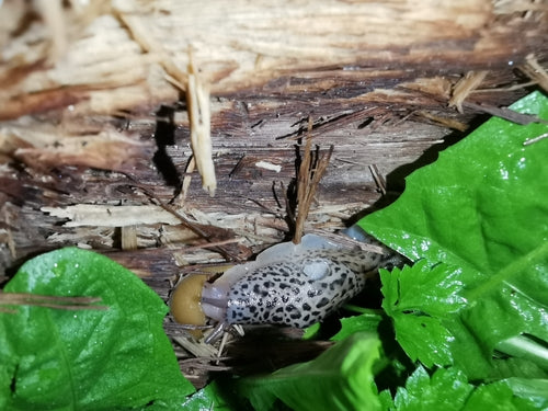 Escargot tigre Limax Maximus — Bild 3