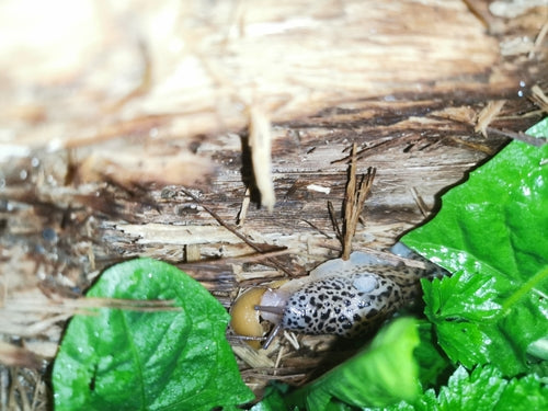 Escargot tigre Limax Maximus — Bild 2
