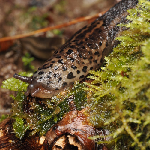 Escargot tigre Limax Maximus — Bild 1