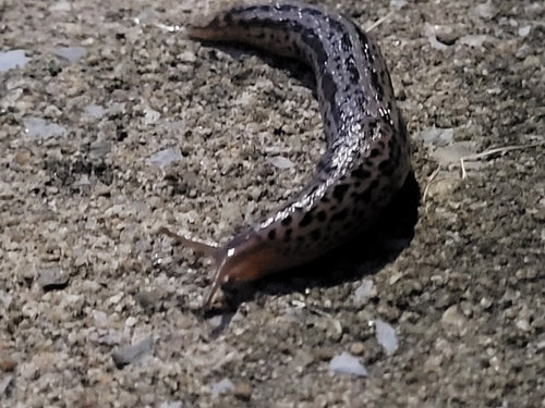 Escargot tigre Limax Maximus — Bild 5