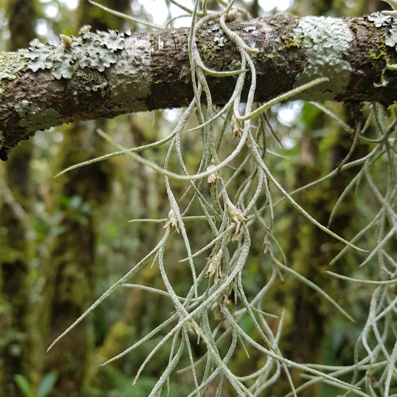 Tillandsia
