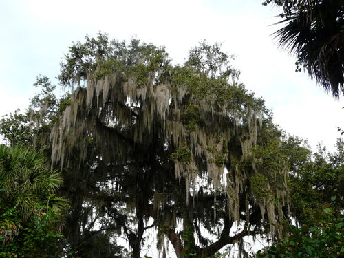 Tillandsia — photo 4 sur 9
