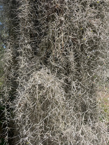 Tillandsia — photo 5 sur 9